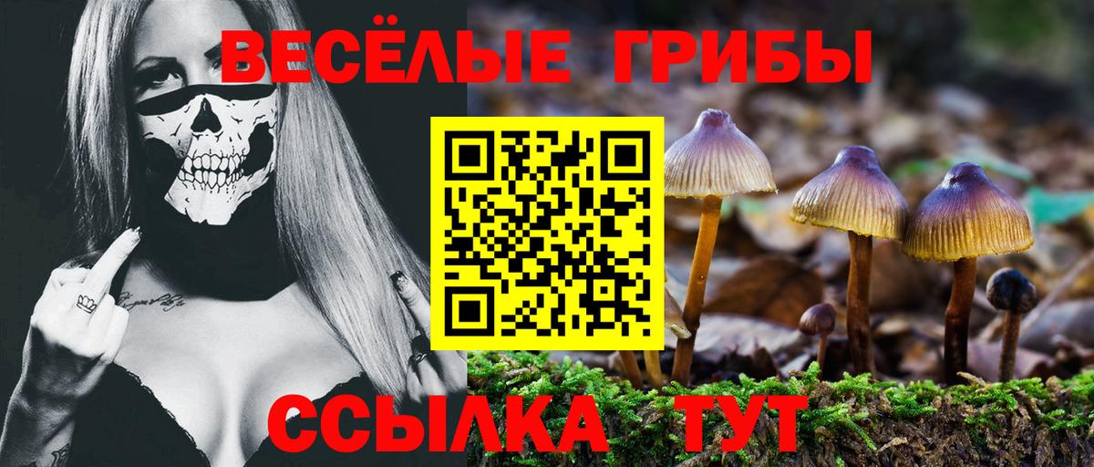 Галлюциногенные грибы Psilocybe Старая Русса